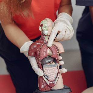 Home 20 Medical staff demonstrating human internal organs model for internal medicine education at Levantine Medical Center